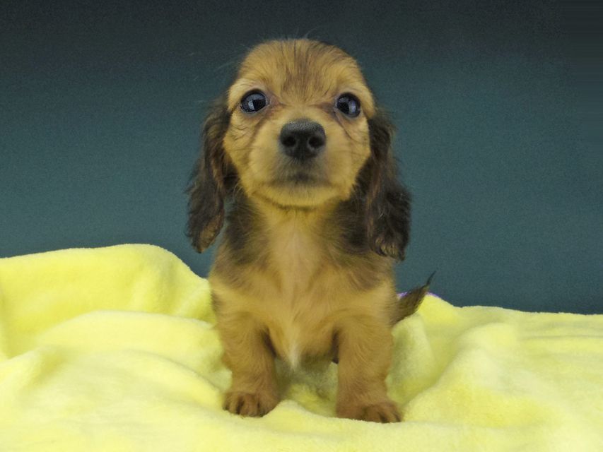 カニンヘン ダックスフンド キュア & スカッシュの子犬 レッド 女の子Kaninchen-Dachshund811 カニンヘン ダックスフンド キュア & スカッシュの子犬 レッド 女の子