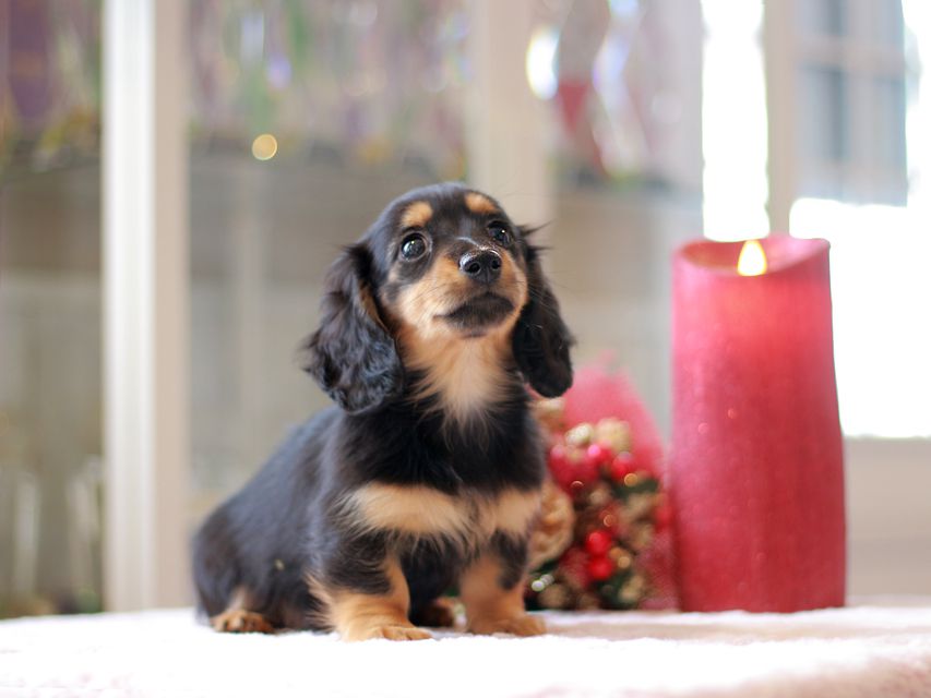 ミニチュアダックスフンド ララ & ボノの子犬 ブラタン 女の子