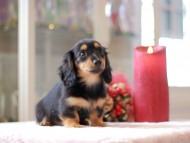 Kaninchen-Dachshund812 Kaninchen-Dachshund812