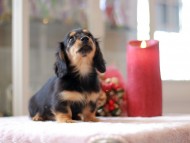 Kaninchen-Dachshund814 Kaninchen-Dachshund814