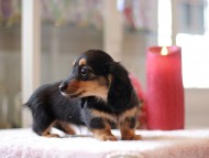 Kaninchen-Dachshund816 Kaninchen-Dachshund816