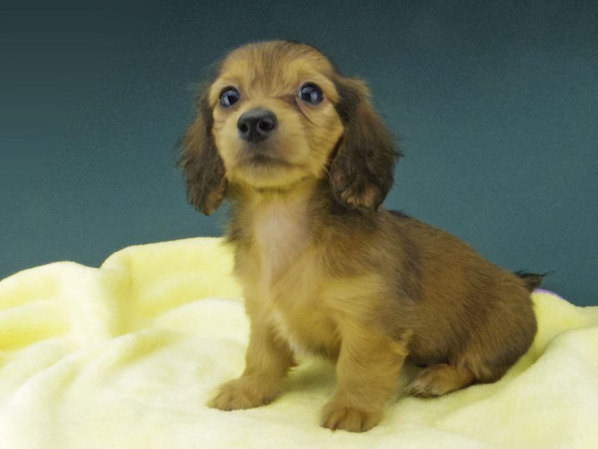 カニンヘン ダックスフンド キュア & スカッシュの子犬 レッド 女の子Kaninchen-Dachshund817 カニンヘン ダックスフンド キュア & スカッシュの子犬 レッド 女の子