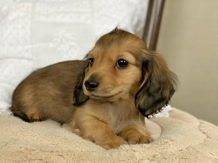 カニンヘン ダックスフンド まめ & 竹千代の子犬 イエロー(クリーム) 男の子Kaninchen-Dachshund82 カニンヘン ダックスフンド まめ & 竹千代の子犬 イエロー(クリーム) 男の子