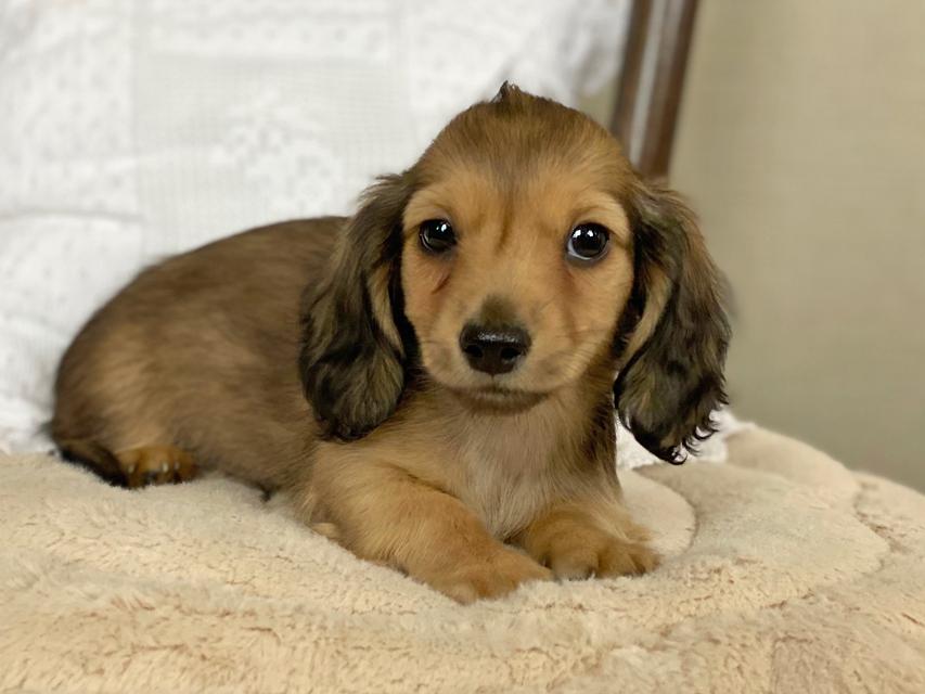カニンヘン ダックスフンド まめ & 竹千代の子犬 イエロー(クリーム) 男の子Kaninchen-Dachshund83 カニンヘン ダックスフンド まめ & 竹千代の子犬 イエロー(クリーム) 男の子