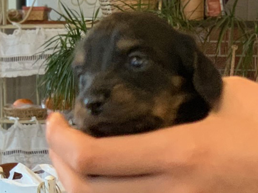 カニンヘン ダックスフンド ピノ & ブルースの子犬 ブラックイエロー（ブラッククリーム） 男の子