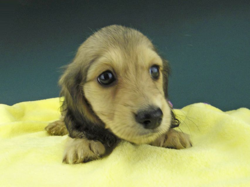 カニンヘン ダックスフンド キュア & スカッシュの子犬 イエロー（クリーム） 女の子