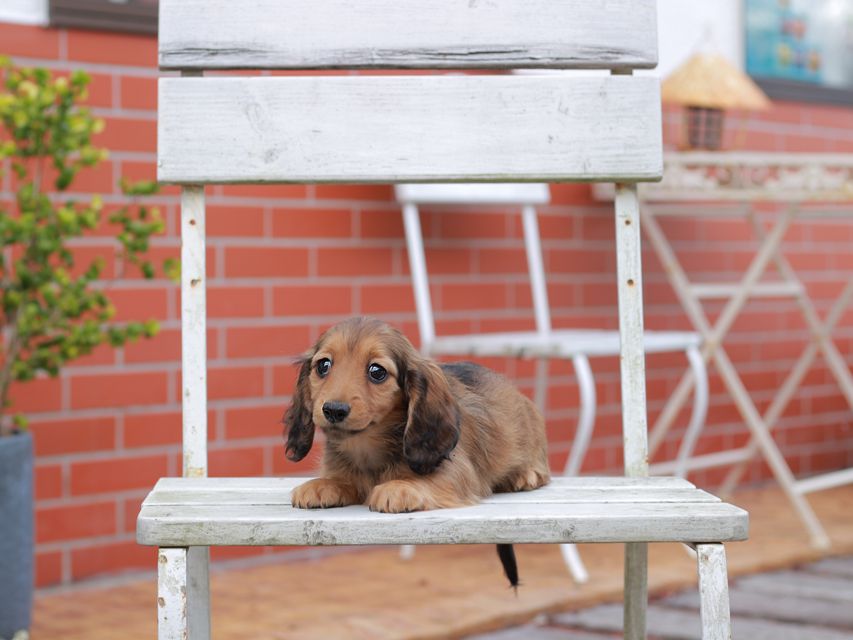 ミニチュアダックスフンド ララ & ボノの子犬 レッド 女の子