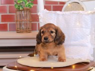 Kaninchen-Dachshund83 Kaninchen-Dachshund83