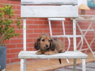 Kaninchen-Dachshund835