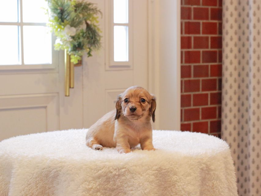 カニンヘン ダックスフンド クラン & ロックスの子犬 シェーデットイエロー(シェーデットクリーム) 女の子(2)Kaninchen-Dachshund839 カニンヘン ダックスフンド クラン & ロックスの子犬 シェーデットイエロー(シェーデットクリーム) 女の子(2)