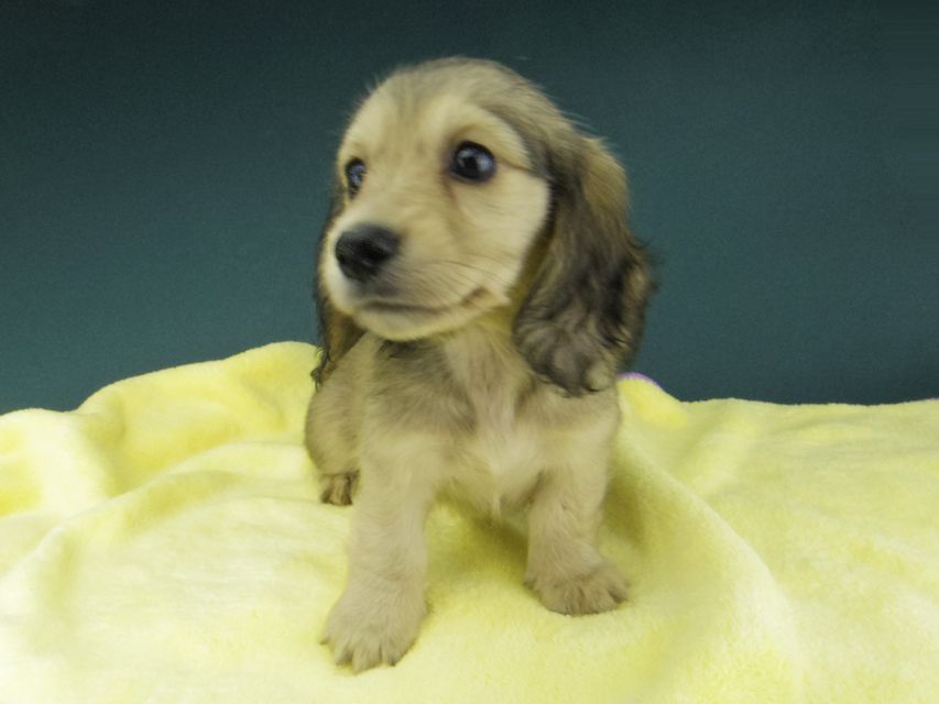 カニンヘン ダックスフンド キュア & スカッシュの子犬 イエロー（クリーム） 女の子