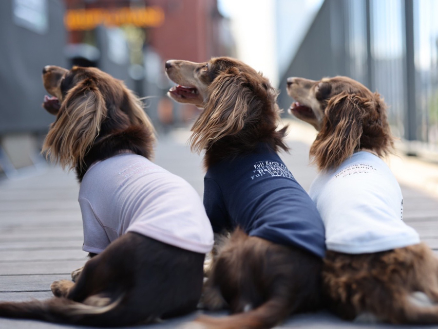 ラムピノクチュール