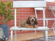 Kaninchen-Dachshund845