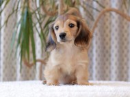 Kaninchen-Dachshund849