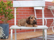 Kaninchen-Dachshund850
