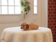 Kaninchen-Dachshund853 Kaninchen-Dachshund853