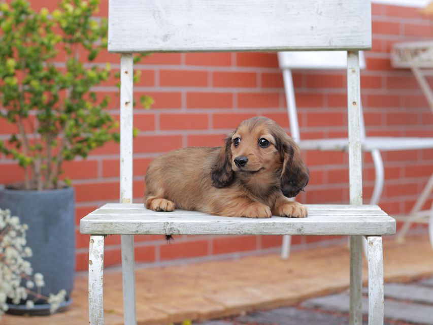 ミニチュアダックスフンド ララ & ボノの子犬 レッド 女の子