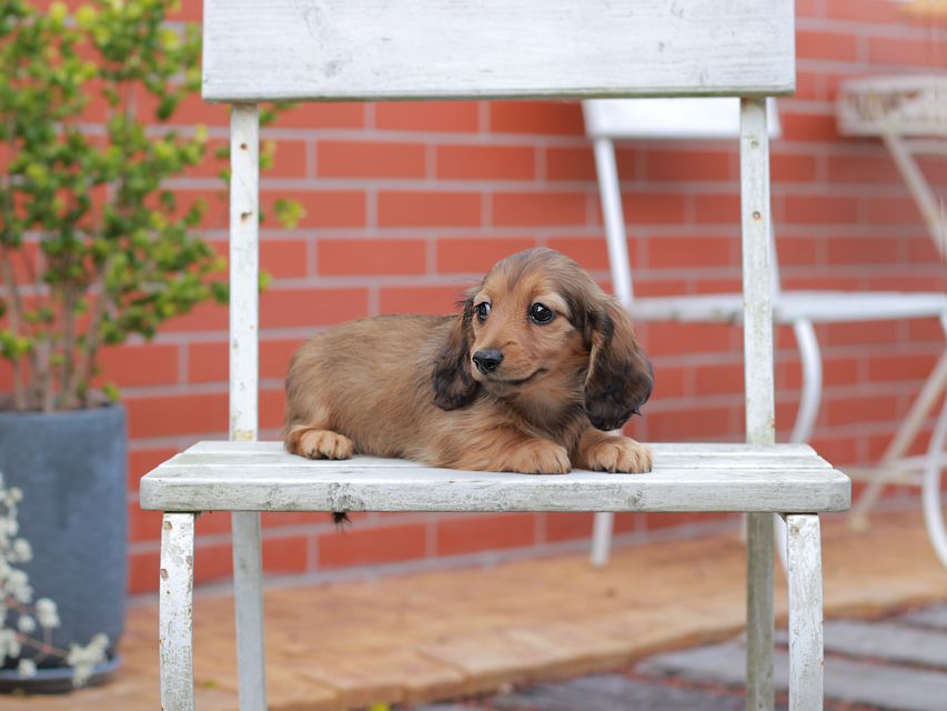 ミニチュアダックスフンド ララ & ボノの子犬 レッド 女の子