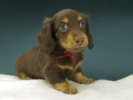 Kaninchen-Dachshund856