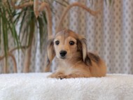 ひなib & オスカーの子犬 シェーデットイエロー(シェーデットクリーム) 男の子 ひなib & オスカーの子犬 シェーデットイエロー(シェーデットクリーム) 男の子