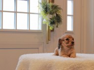 Kaninchen-Dachshund858