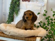 Kaninchen-Dachshund86