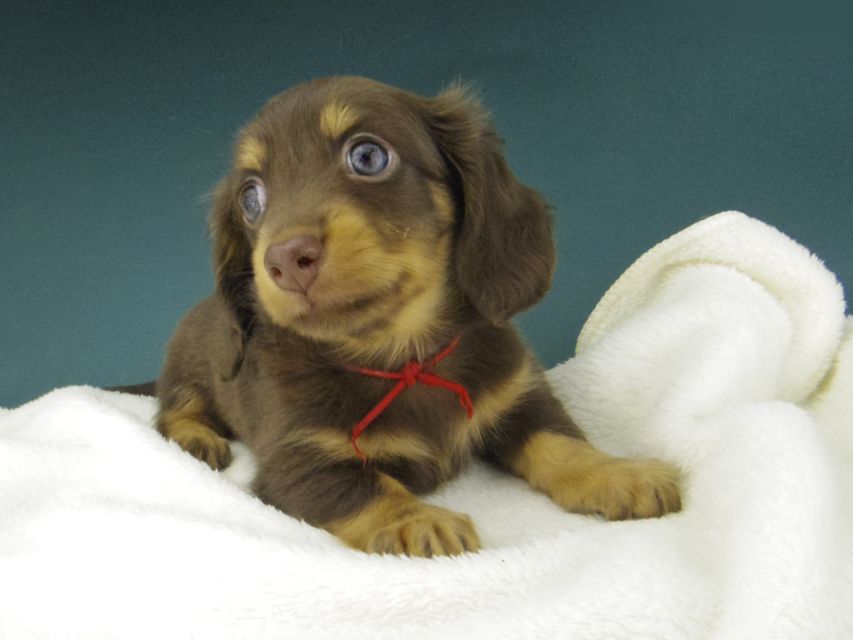 カニンヘン ダックスフンド プラム & ナイトの子犬 チョコタン 女の子（1）