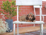 Kaninchen-Dachshund862 Kaninchen-Dachshund862