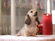 Kaninchen-Dachshund865