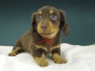 Kaninchen-Dachshund874