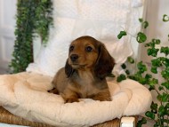 Kaninchen-Dachshund88