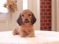 Kaninchen-Dachshund8867