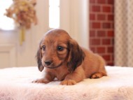 Kaninchen-Dachshund8878