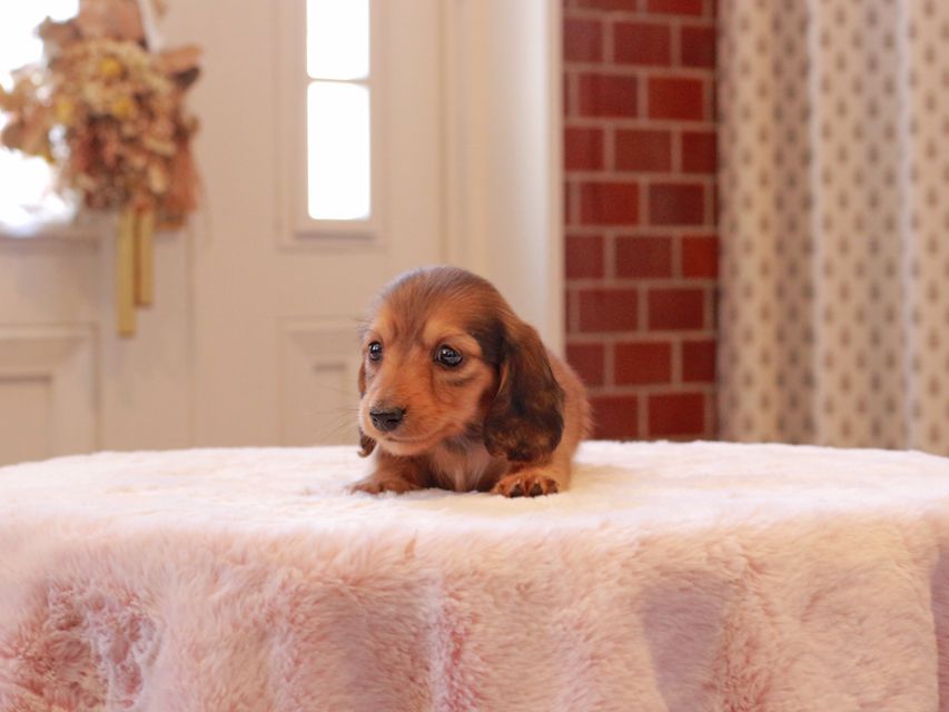 カニンヘン ダックスフンド リン & ピーターの子犬 レッド 男の子（2）