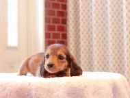 Kaninchen-Dachshund8922