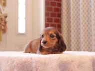 Kaninchen-Dachshund8927
