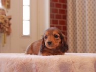 Kaninchen-Dachshund8929