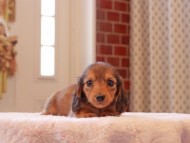 Kaninchen-Dachshund8932