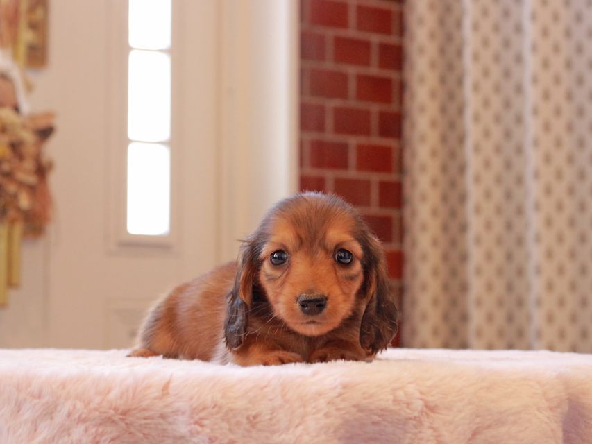 カニンヘン ダックスフンド リン & ピーターの子犬 レッド 男の子（2）