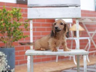 Kaninchen-Dachshund894 Kaninchen-Dachshund894
