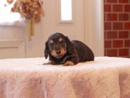 Kaninchen-Dachshund9009