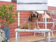 Kaninchen-Dachshund902 Kaninchen-Dachshund902