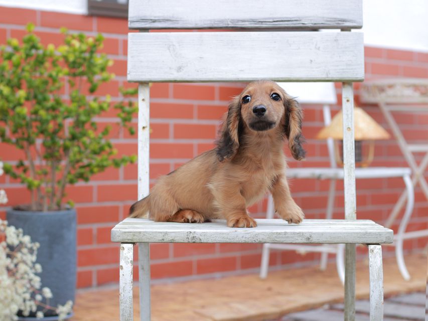 カニンヘン ダックスフンド リン & ピーターの子犬 レッド 男の子（1）