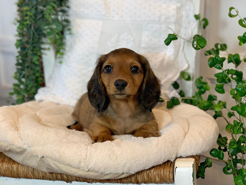 カニンヘン ダックスフンド カノア & ジムダンディの子犬 レッド 男の子（2）