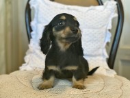 Kaninchen-Dachshund90 Kaninchen-Dachshund90