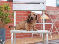 Kaninchen-Dachshund907