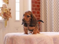 Kaninchen-Dachshund9075