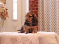 Kaninchen-Dachshund9078