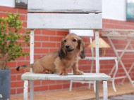 Kaninchen-Dachshund908