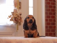 Kaninchen-Dachshund9089
